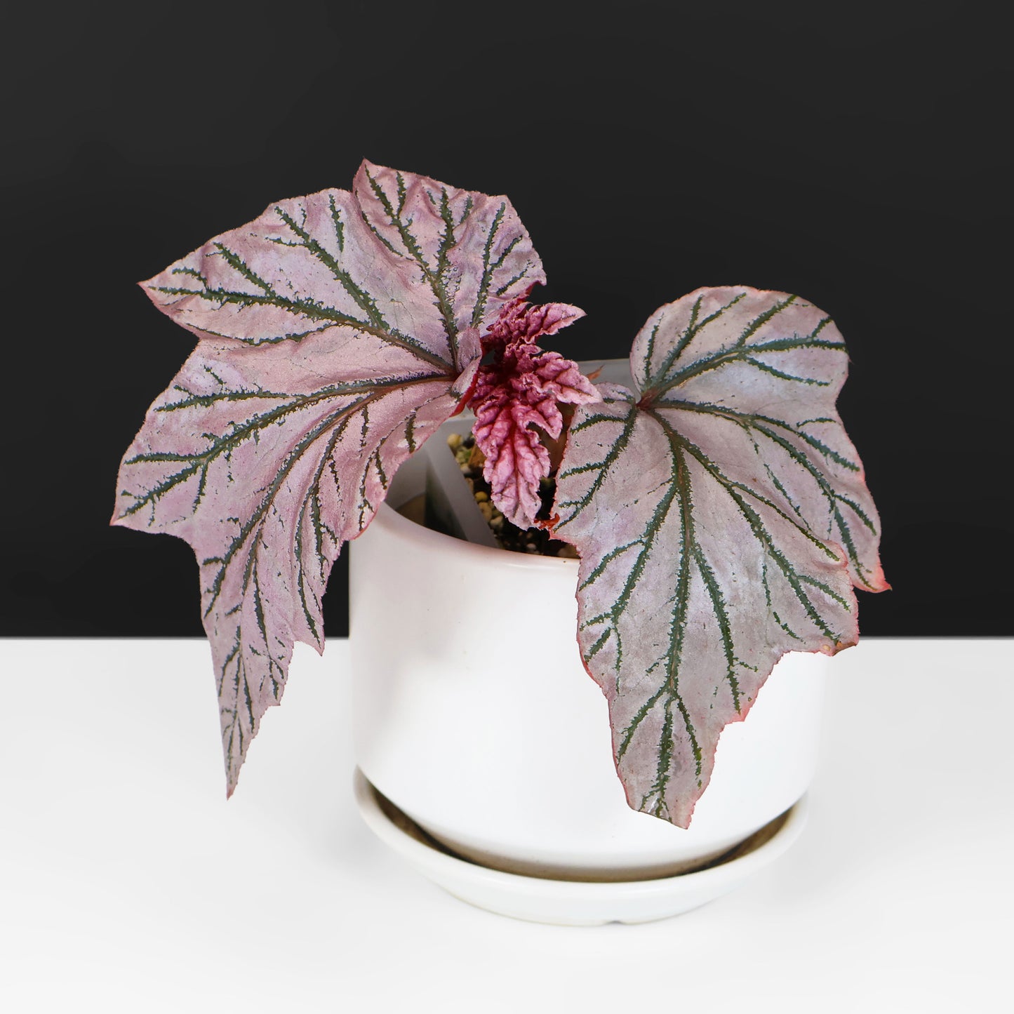 Begonia "Lamoon"