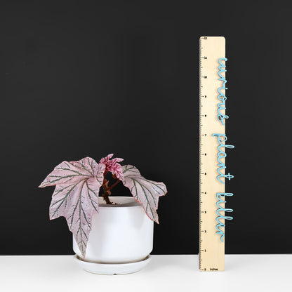 Begonia "Lamoon"
