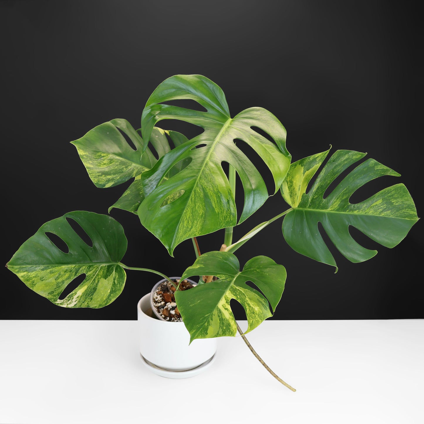 Monstera Aurea (Marmorata)