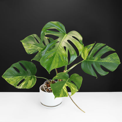 Monstera Aurea (Marmorata)
