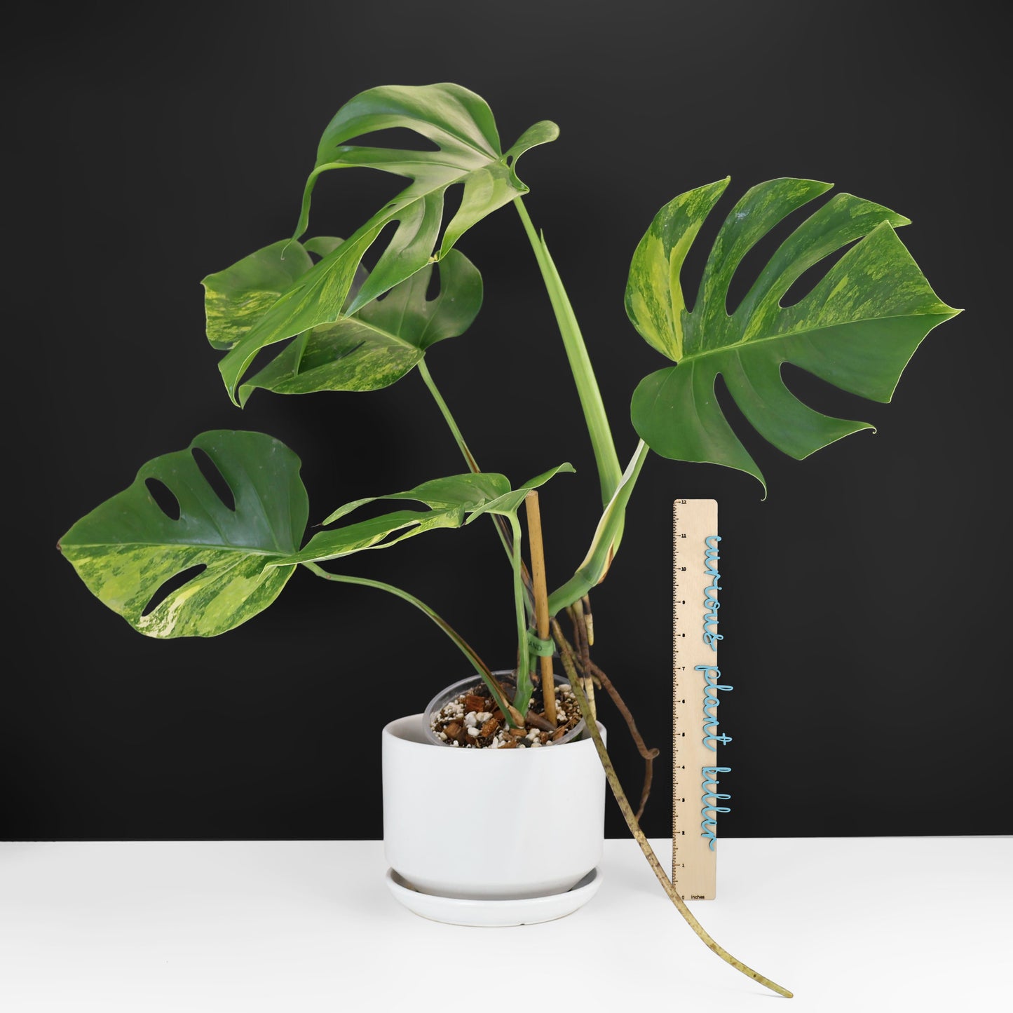 Monstera Aurea (Marmorata)