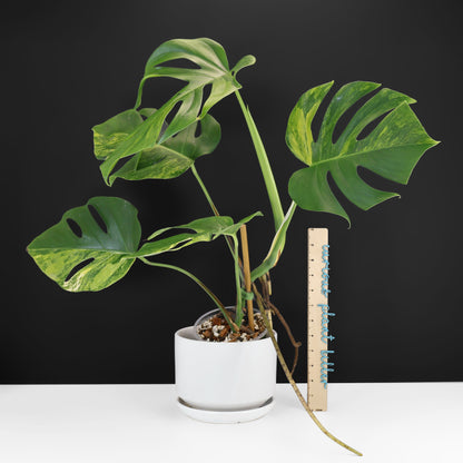 Monstera Aurea (Marmorata)