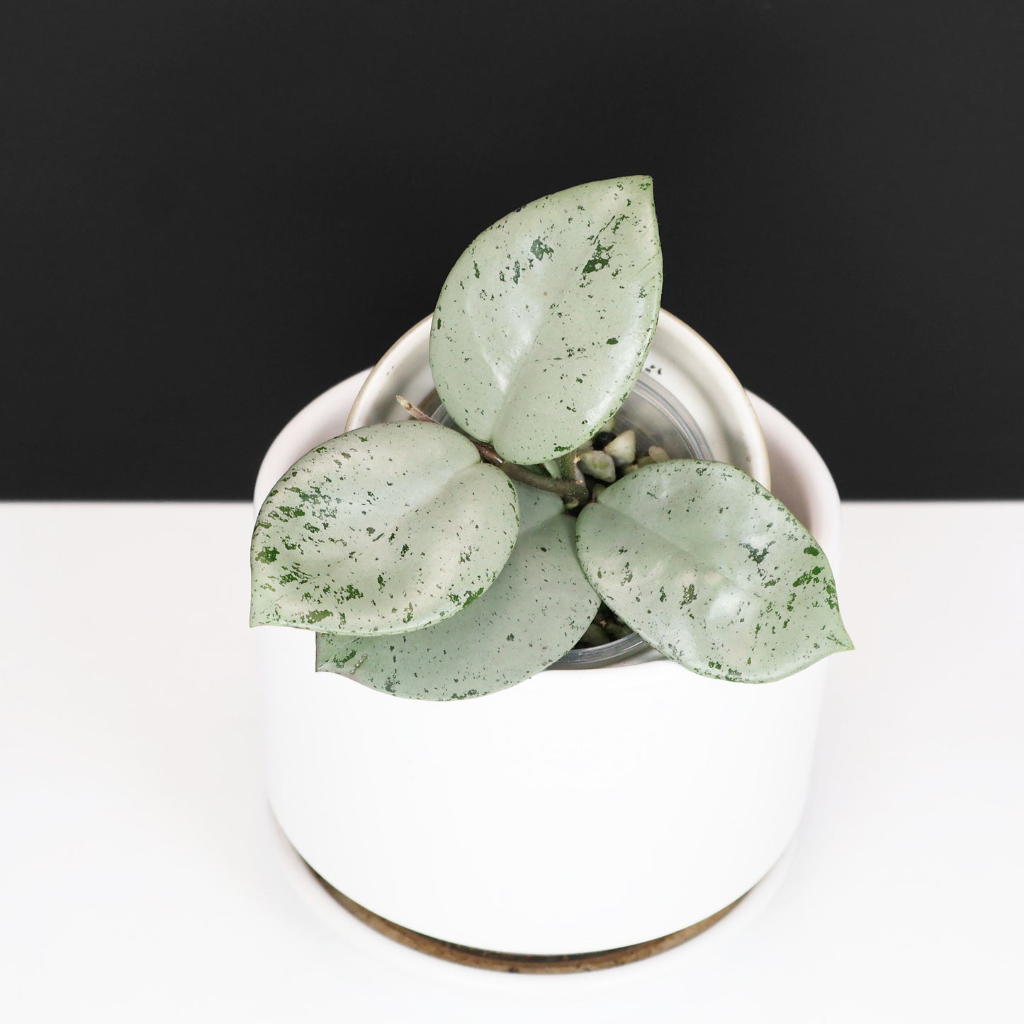 Hoya Carnosa TPQ-030 "Stardust Silver"