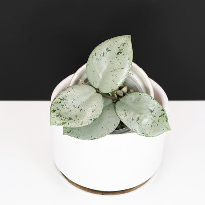 Hoya Carnosa TPQ-030 "Stardust Silver"