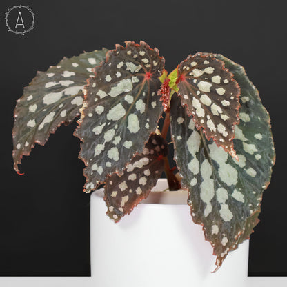 Begonia Botanicaz 222 v.7