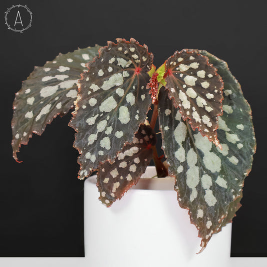 Begonia Botanicaz 222 v.7