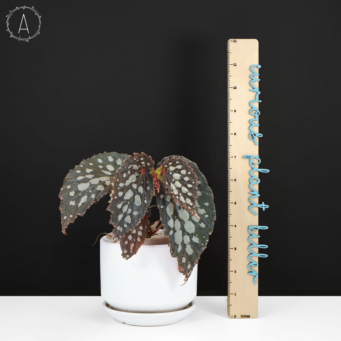 Begonia Botanicaz 222 v.7