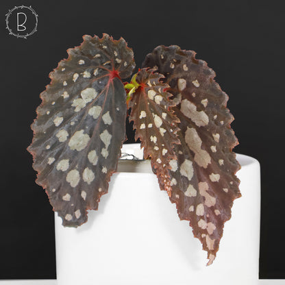 Begonia Botanicaz 222 v.7