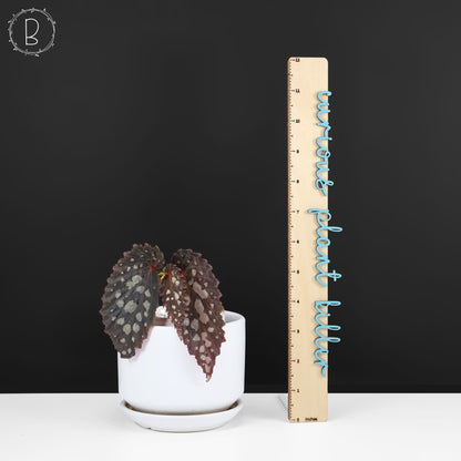 Begonia Botanicaz 222 v.7