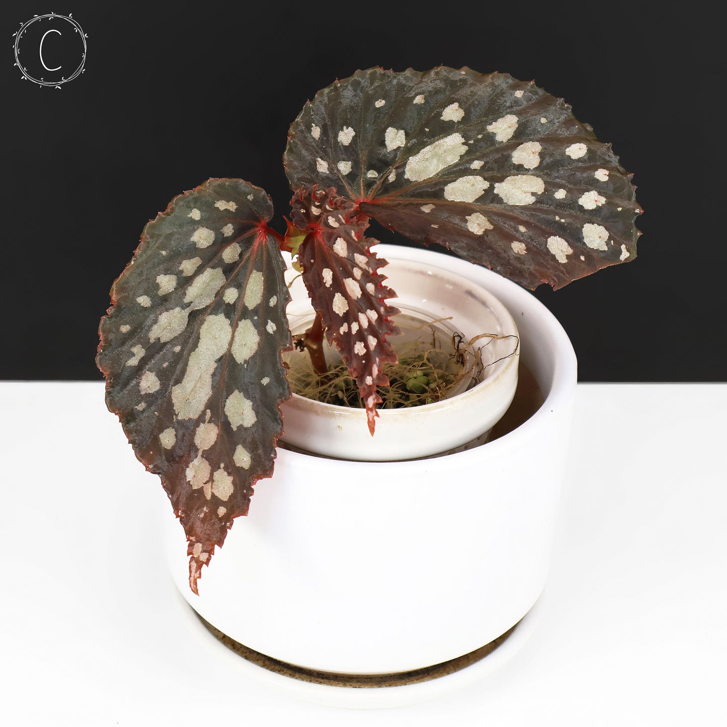 Begonia Botanicaz 222 v.7