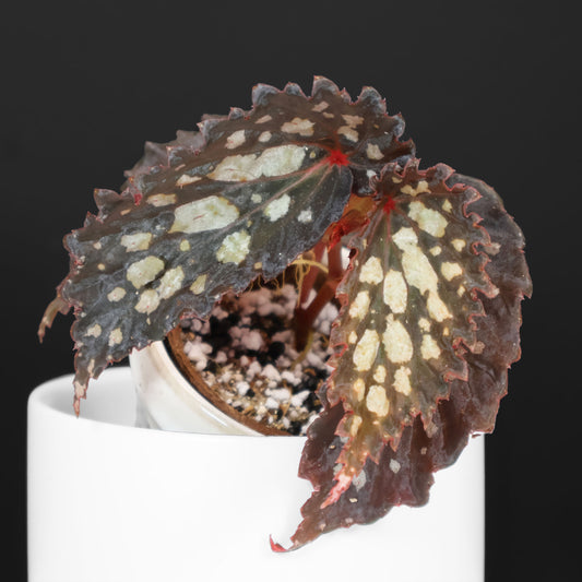 Begonia Botanicaz 222 v.7