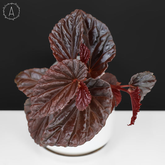Begonia Black Blood