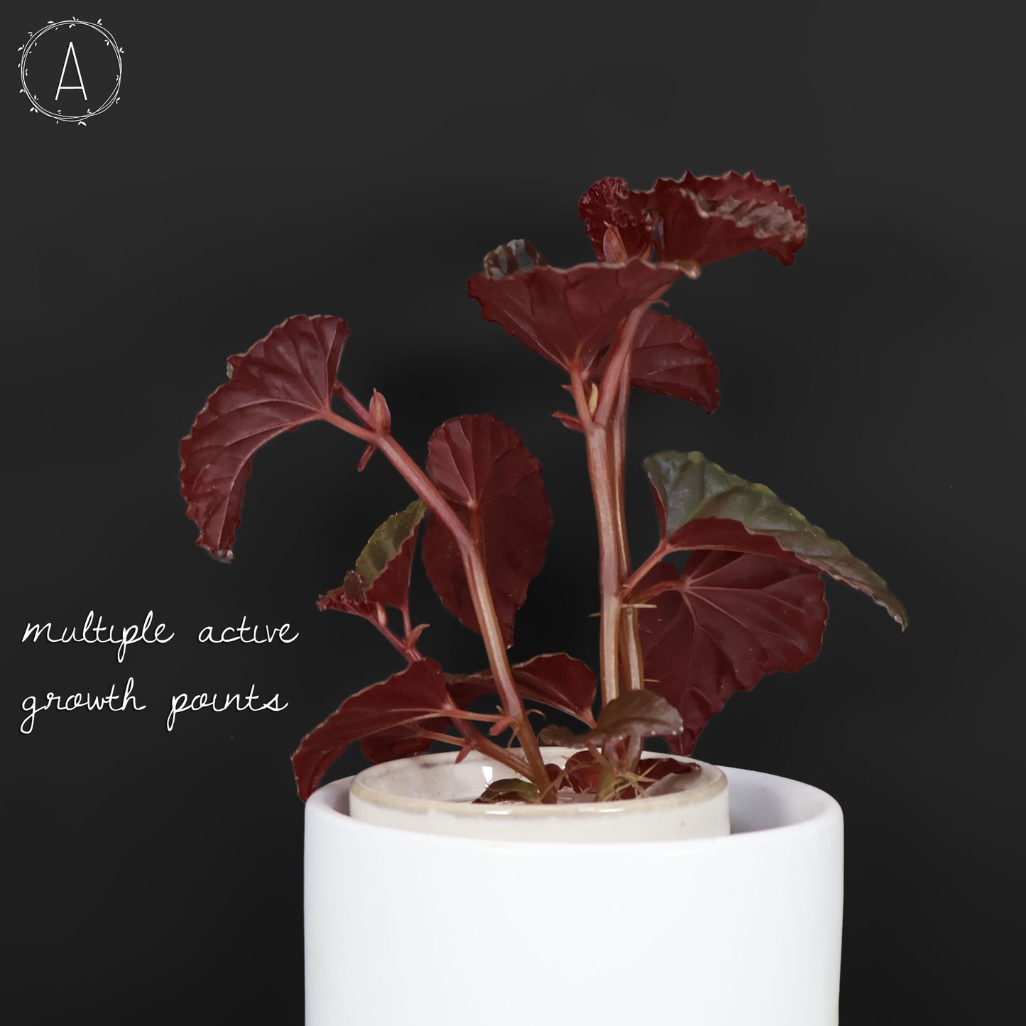 Begonia Black Blood