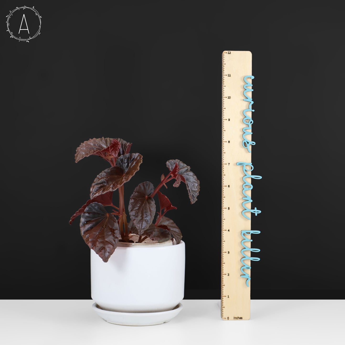 Begonia Black Blood