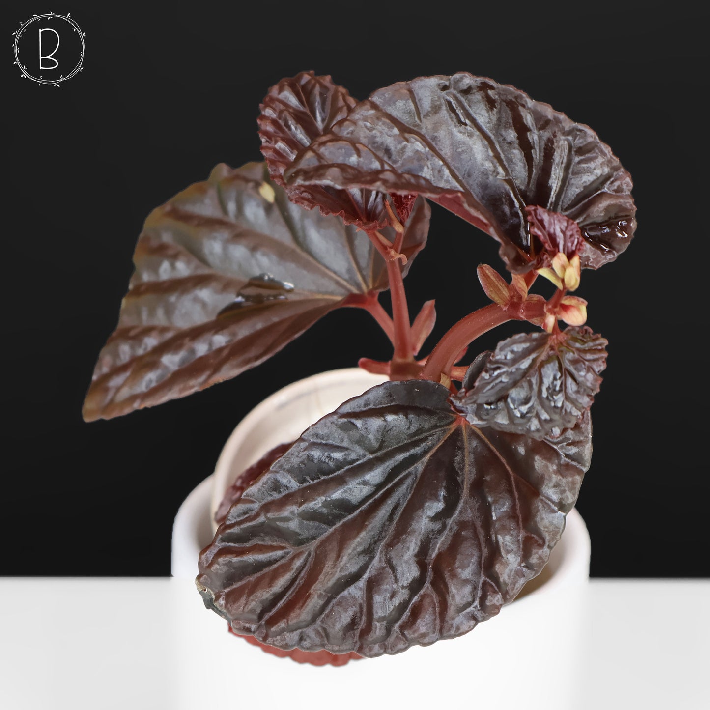Begonia Black Blood