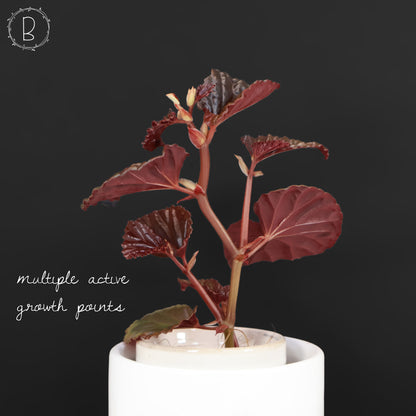 Begonia Black Blood