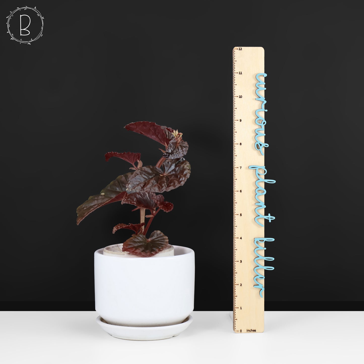 Begonia Black Blood