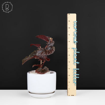 Begonia Black Blood