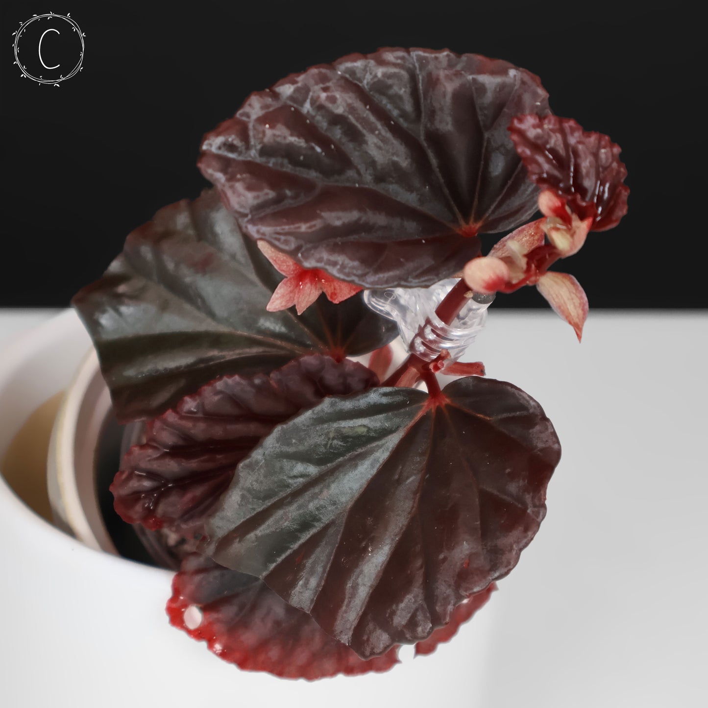 Begonia Black Blood