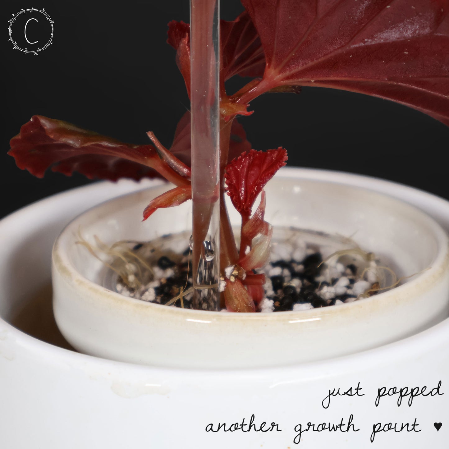 Begonia Black Blood