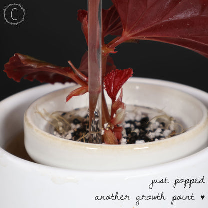 Begonia Black Blood