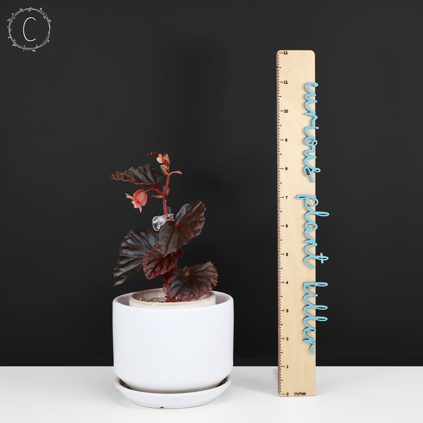 Begonia Black Blood