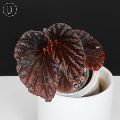Begonia Black Blood