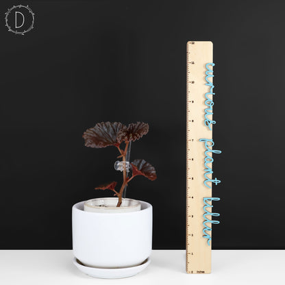 Begonia Black Blood
