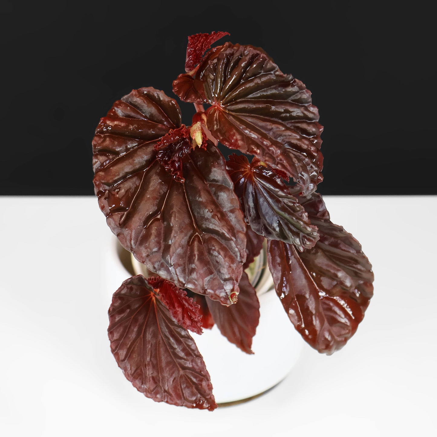 Begonia Black Blood