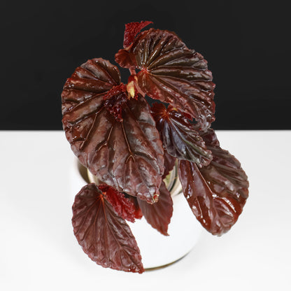 Begonia Black Blood