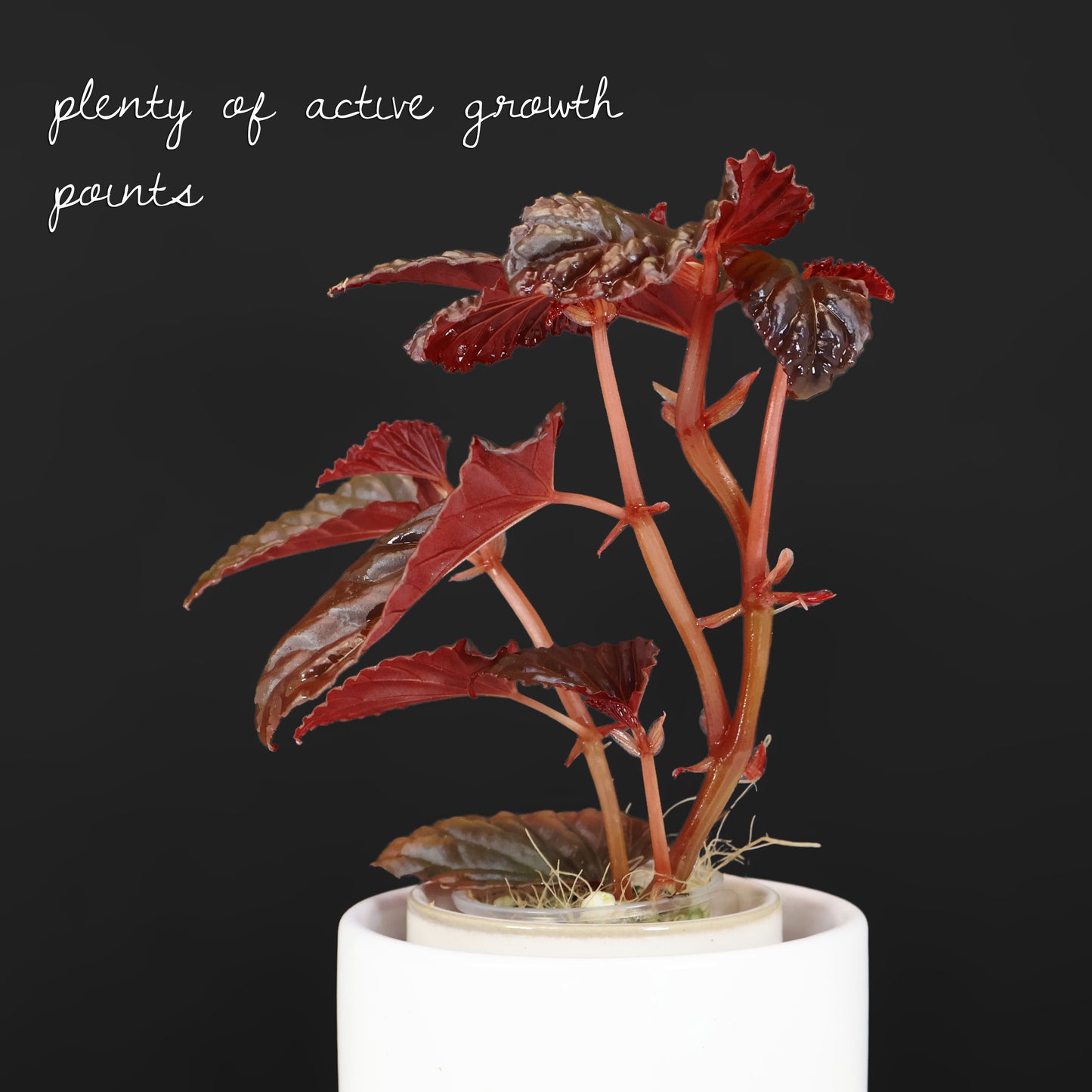 Begonia Black Blood