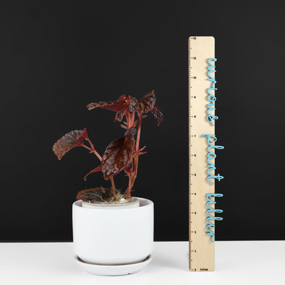 Begonia Black Blood