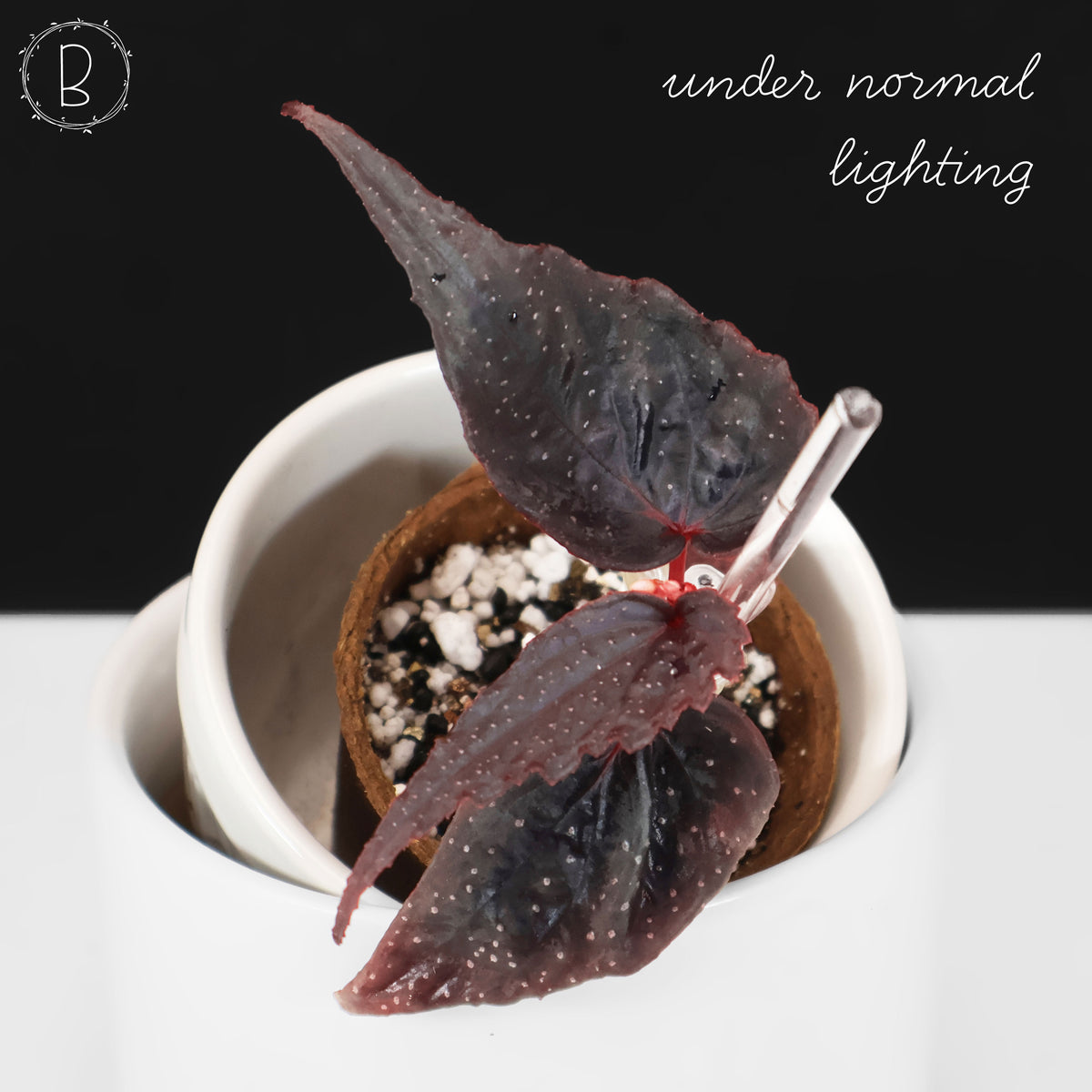 Begonia Botanicaz 212