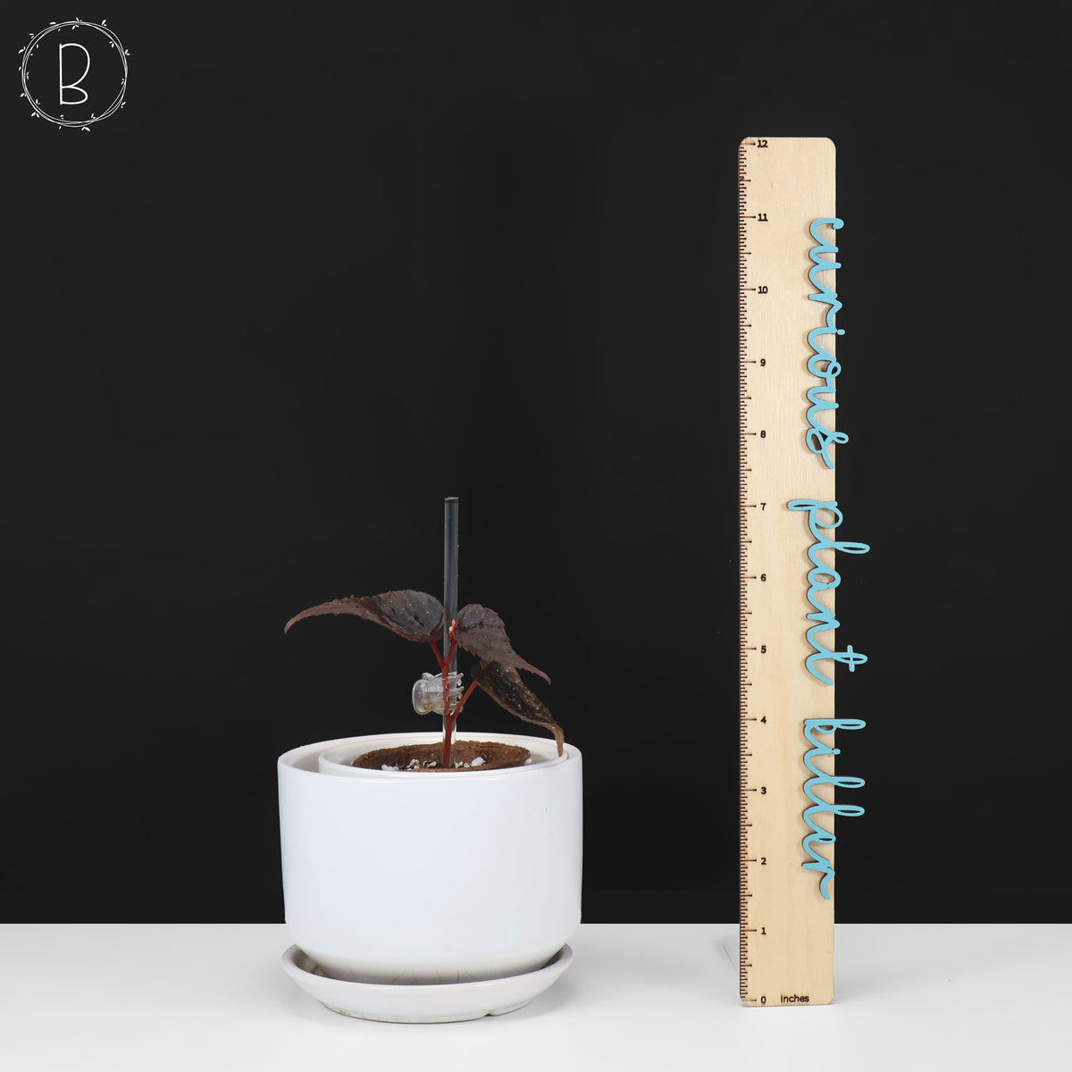 Begonia Botanicaz 212