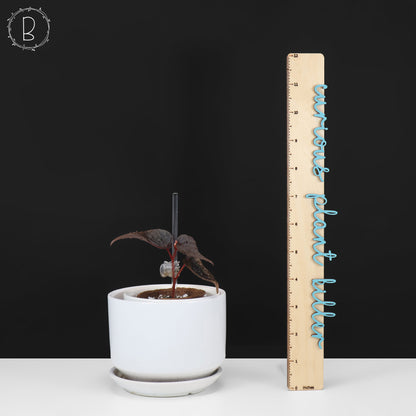 Begonia Botanicaz 212