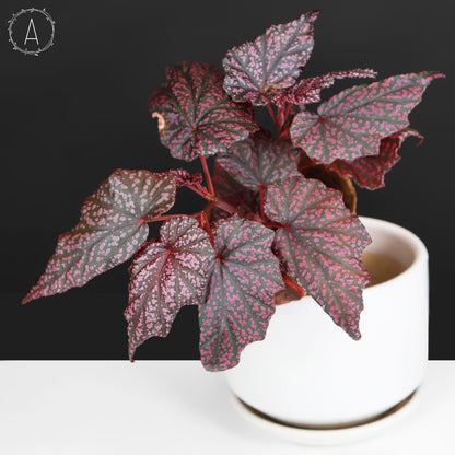 Begonia Faerie Dragon