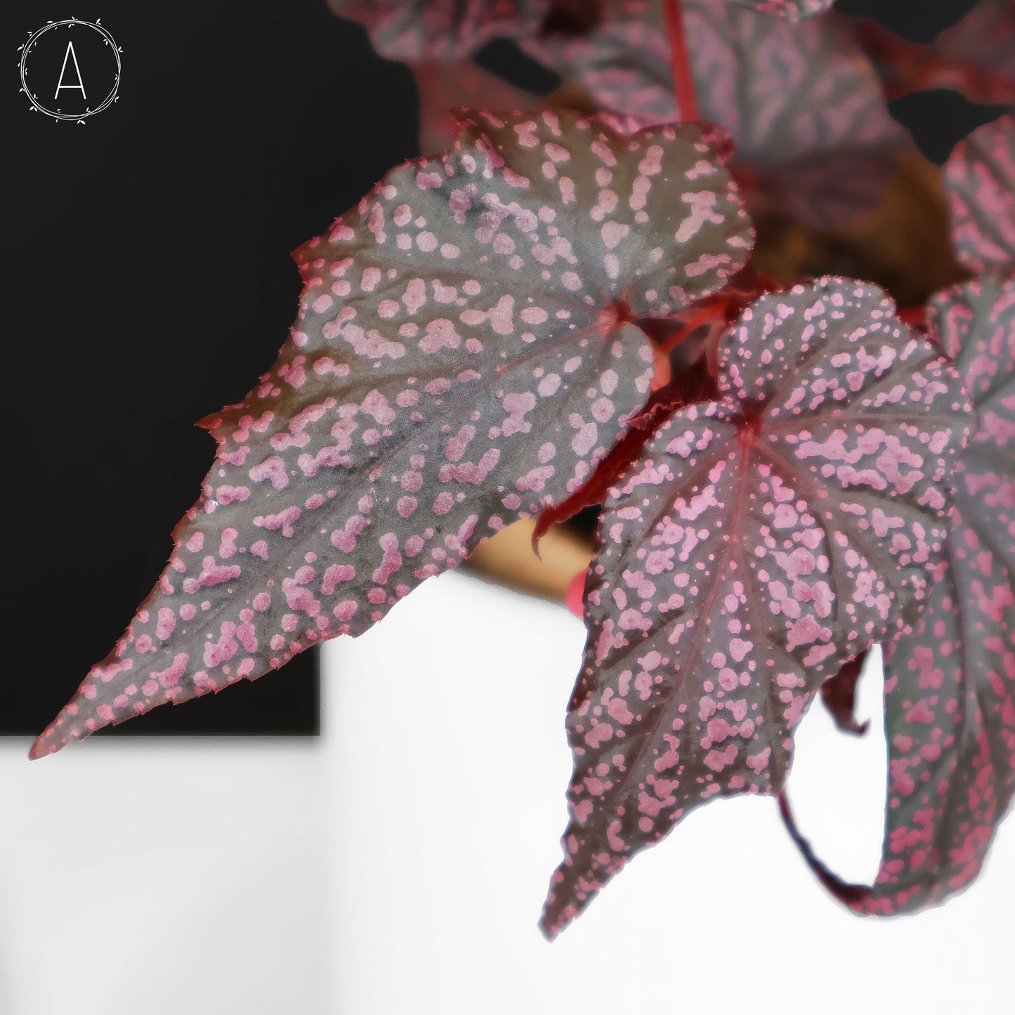 Begonia Faerie Dragon