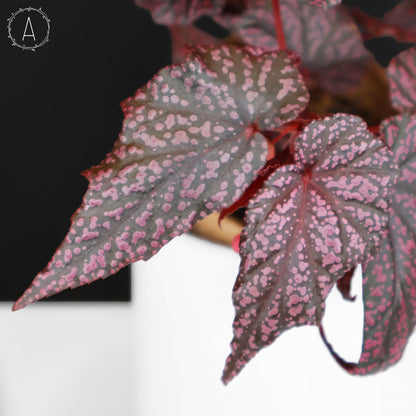 Begonia Faerie Dragon