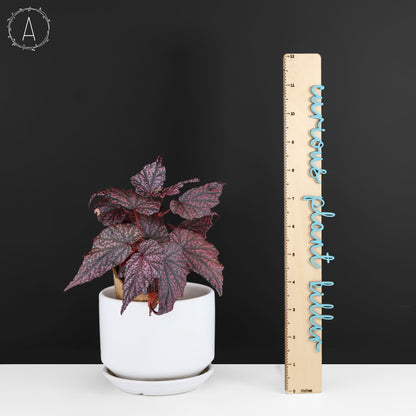 Begonia Faerie Dragon