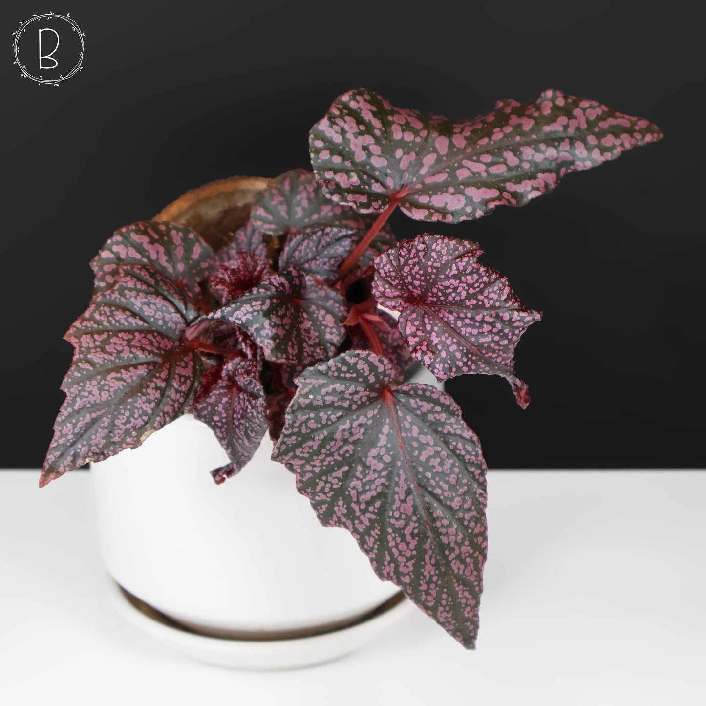 Begonia Faerie Dragon