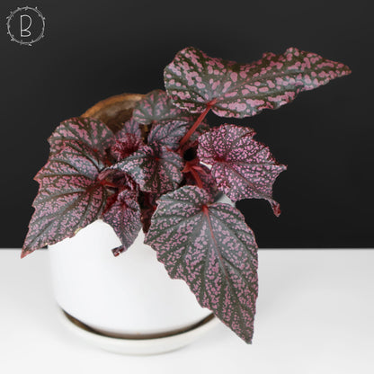 Begonia Faerie Dragon
