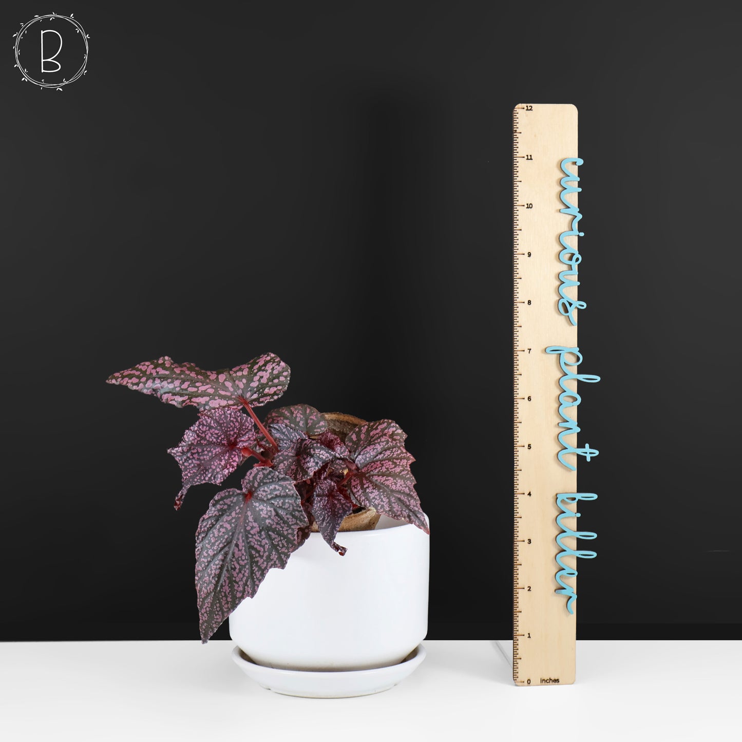 Begonia Faerie Dragon