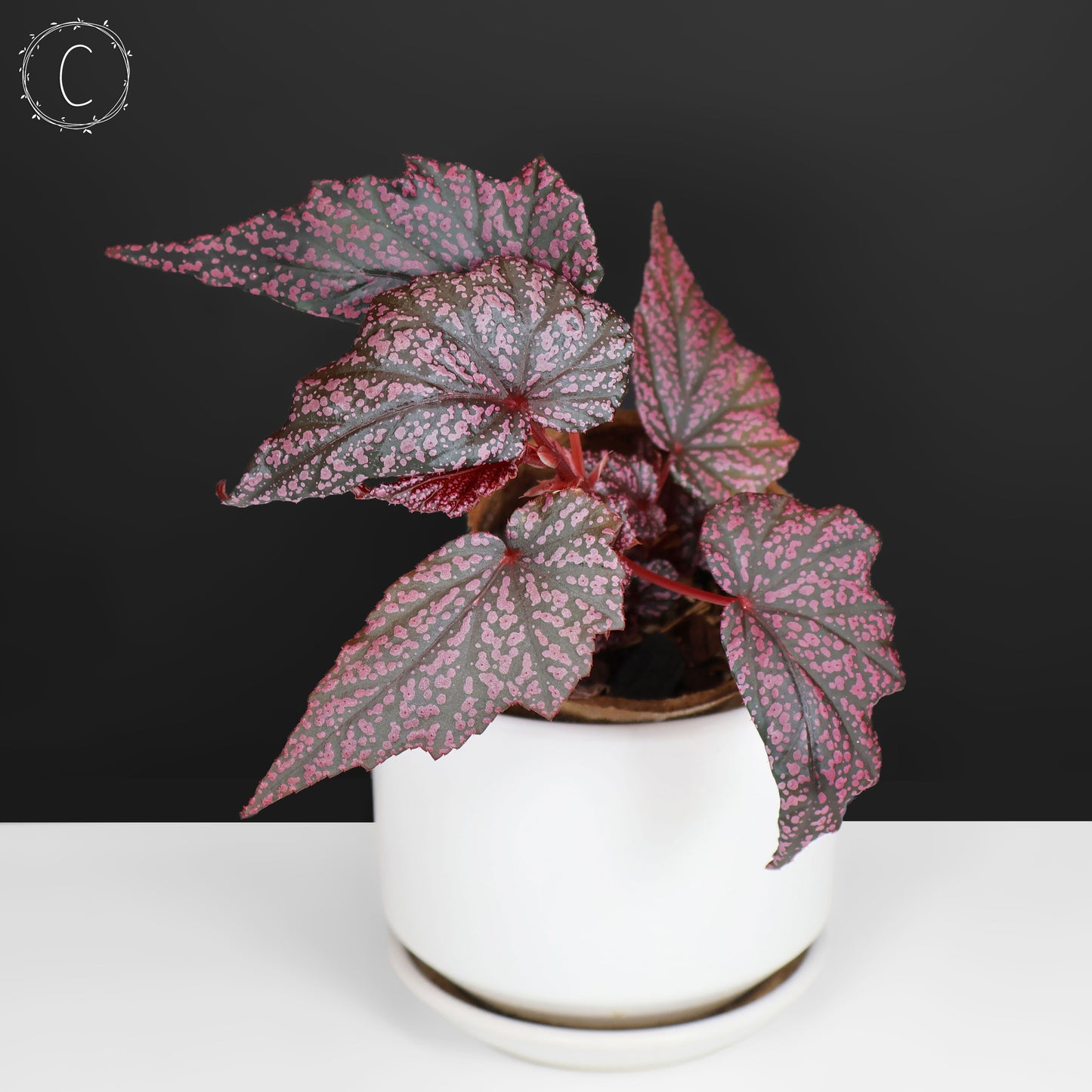 Begonia Faerie Dragon