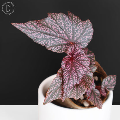 Begonia Faerie Dragon