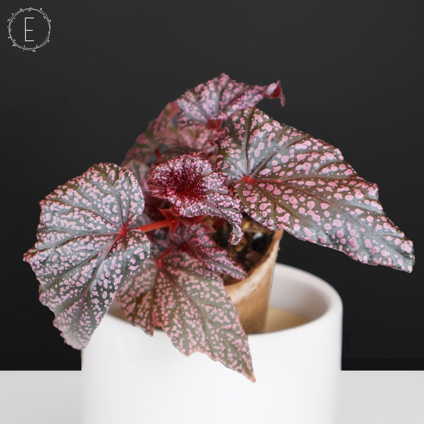Begonia Faerie Dragon