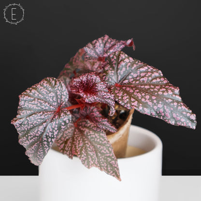 Begonia Faerie Dragon