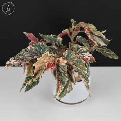 Begonia Ginny Galaxy