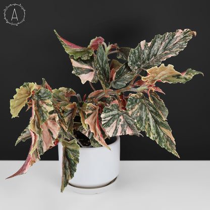 Begonia Ginny Galaxy