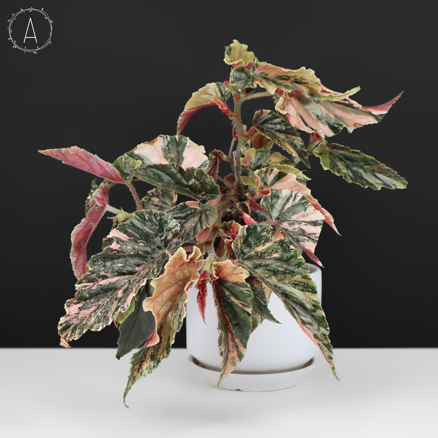 Begonia Ginny Galaxy