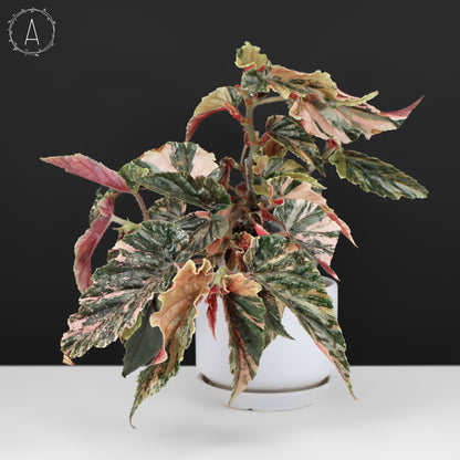 Begonia Ginny Galaxy